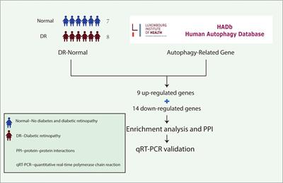 Identification and Validation of Autophagy-Related Genes in Diabetic Retinopathy